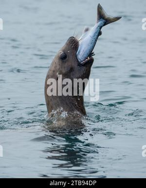 Steller Seeblöwe (Eumetopias jubata) isst Lachse rund um die Inian Islands, Inside Passage, Alaska, USA; Vereinigte Staaten von Amerika Stockfoto