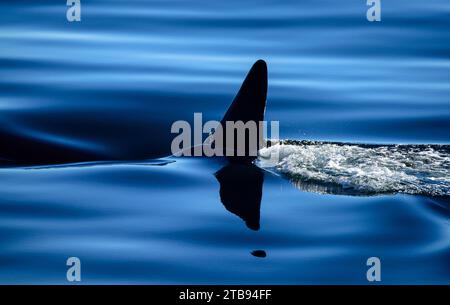 Die Rückenflosse eines Orca oder Killerwals (Orcinus Orca) bricht die Oberfläche des ruhigen Wassers im Behm-Kanal bei Ketchikan Stockfoto