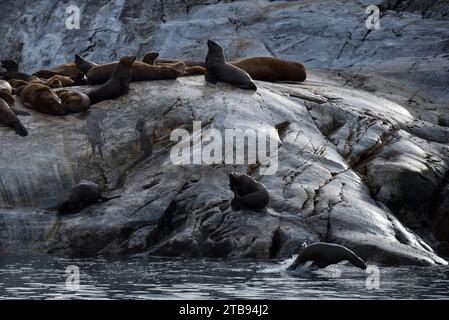 Steller-Seelöwen (Eumetopias jubatus) auf South Marble Island im Glacier Bay National Park and Preserve in Passage, Alaska, USA Stockfoto