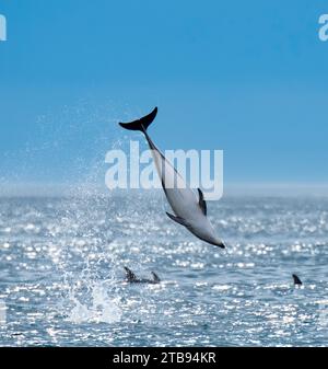 Dunkeldelfin (Lagenorhynchus obscurus) springt über die Gewässer vor der Küste Neuseelands in Kaikoura; Neuseeland Stockfoto