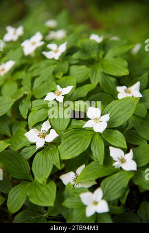 Nahaufnahme einer blühenden kanadischen Bunchberry-Pflanze, einer Art blühender Pflanze aus der Familie der Cornaceae, die in Ostasien beheimatet ist und auch in... Stockfoto