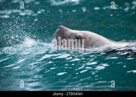 Der männliche Steller Seelöwe (Eumetopias jubatus) schwimmt mit Spritzern an der Wasseroberfläche vor den Inian-Inseln Stockfoto