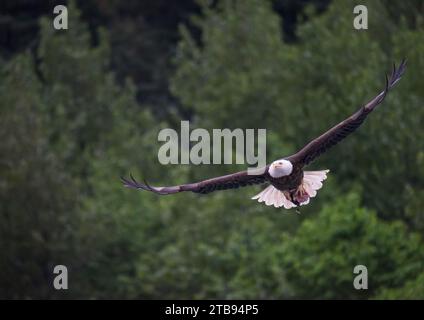 Weißkopfadler (Haliaeetus leucocephalus) fliegt mit Fischkopf in Krallen, in der Nähe von Juneau, Alaska, USA; in Passage, Alaska, Vereinigte Staaten von Amerika Stockfoto