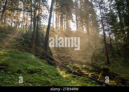 Das Morgenlicht leuchtet durch einen üppigen Wald auf einem Hügel in der Red Bluff Bay of Inside Passage, Alaska, USA; Alaska, USA Stockfoto