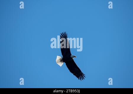 Bald Eagles Conowingo Dam Maryland USA Stockfoto