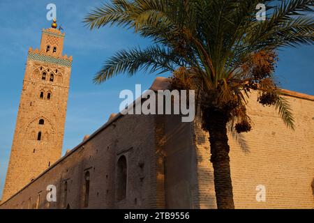 Die Koutoubia-Moschee aus dem 12. Jahrhundert und das Minarett in der Medina in Marrakesch; Marrakesch, Marokko Stockfoto