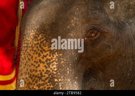 Elefant (Elephas maximus) im Bayon-Tempel in Angkor Wat; Siem Reap, Kambodscha Stockfoto