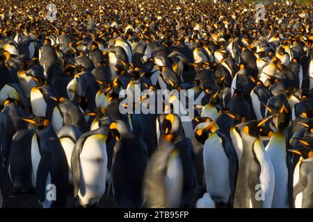 Große Herde von Königspinguinen (Aptenodytes patagonicus) im Gold Harbour auf der Insel Südgeorgien Stockfoto
