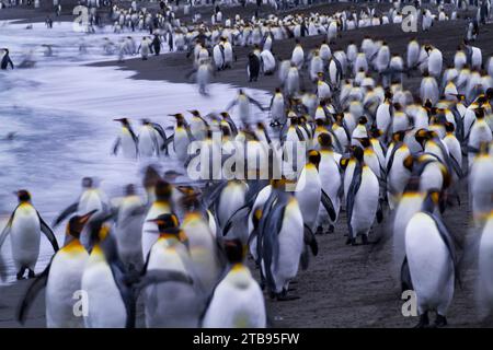 Königspinguine (Aptenodytes patagonicus) am Strand von St. Andrews Bay auf South Georgia Island; South Georgia Island Stockfoto