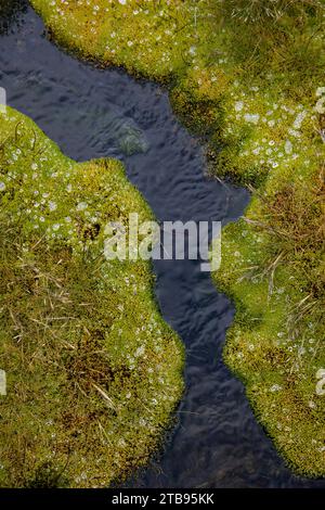 Gebirgsbach fließt zwischen pflanzenbedeckten Felsen; South Georgia Island Stockfoto