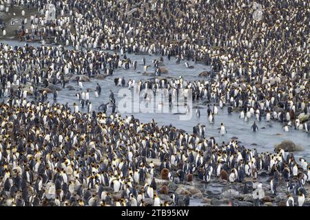 Königspinguine (Aptenodytes patagonicus) in St. Andrews Bay auf South Georgia Island; South Georgia Island Stockfoto