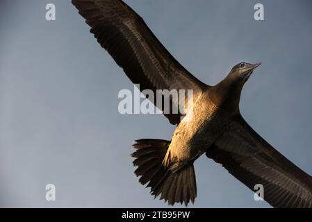 Flacher Blick auf die Unterseite eines Braunen Booby (Sula leucogaster) im Flug in einem blauen Himmel über Bona Island; Bona Island, Panama Stockfoto