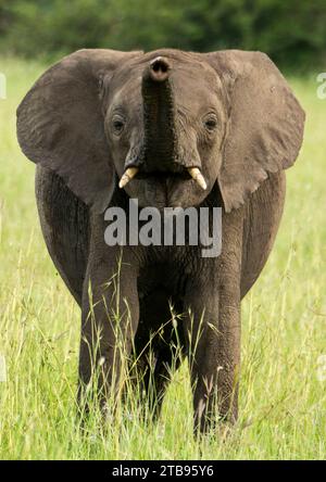 Elefant (Loxodonta africana), der seinen Stamm im Grasland im Serengeti-Nationalpark in Tansania hegt Stockfoto