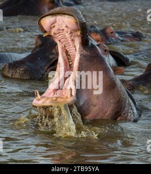 Gähnende Nilpferde (Hippopotamus amphibius) im Serengeti-Nationalpark, Tansania; Tansania Stockfoto