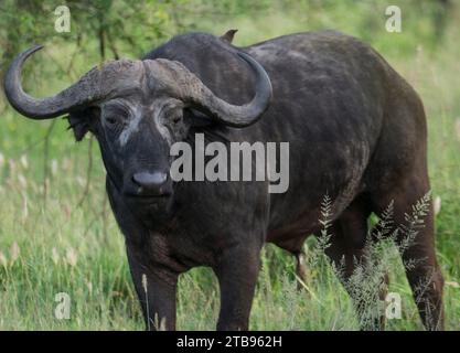 Afrikanischer Büffel (Syncerus Caffer) mit einem Vogel auf dem Rücken, im Serengeti-Nationalpark, Tansania; Tansania Stockfoto