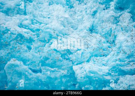 Nahaufnahme des blauen Gletschereises vom Monacobreen-Gletscher mit Vögeln im Flug im Vordergrund; Spitzbergen, Svalbard, Norwegen Stockfoto