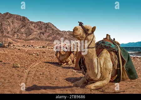 Eine Kamelkarawane ruht in der Wüste vor dem Hintergrund des roten Meeres und der hohen Berge. Stockfoto