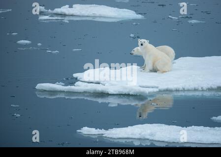Eisbär (Ursus maritimus) und Jungtier auf Packeis; Storfjord, Svalbard, Norwegen Stockfoto