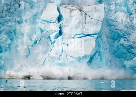 Das Eis des Monacobreen-Gletschers stürzt ins Meer, und eine Vogelschar fliegt von den Spritzern weg; Spitzbergen, Svalbard, Norwegen Stockfoto