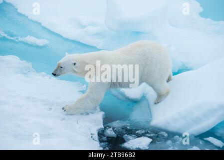 Eisbär (Ursus maritimus) tritt von einem Stück Treibeis zum anderen; Hinlopen Strait, Svalbard, Norwegen Stockfoto