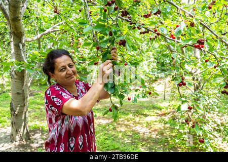 Usbekische Frau in Nationalkleidung erntet reife Kirschen im Garten und blickt in die Kamera Stockfoto