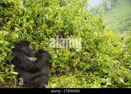 Berggorilla (Gorilla beringei beringei) aus der Umubano-Gruppe, sitzend in den Büschen des Volcanoes National Park; Ruanda Stockfoto
