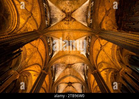 Blick auf die Säulen und die gewölbte Decke der Kathedrale von Barcelona; Barcelona, Spanien Stockfoto