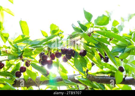 Großaufnahme von Reifen Kirschen, die an einem Kirschbaum hängen Stockfoto