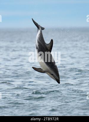 Dunkeldelfin (Lagenorhynchus obscurus) springt über die Gewässer vor der Küste Neuseelands in Kaikoura; Neuseeland Stockfoto