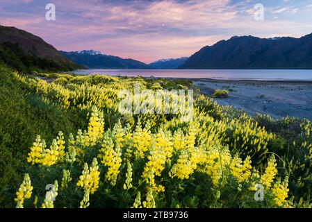 Lupinen am Ufer des Lake Hawea; Otago Region, Südinsel, Neuseeland Stockfoto