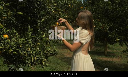 Lächelnde Frau erntet reife Mandarinen in einem üppigen Bauerngarten Stockfoto