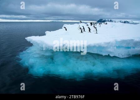 Adelie-Pinguine (Pygosceis adeliae) auf einem Eisberg am Brown Bluff, Antarktis Stockfoto