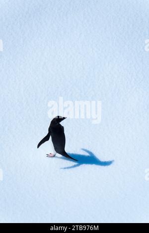 Adelie-Pinguin (Pygoscelis adeliae) auf dem Eis in der Antarktis; Antarktis Stockfoto