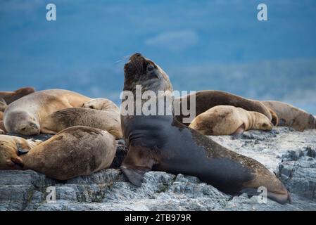 Südamerikanische Seelöwen (Otaria flavescens) ruhen auf Felsen im Beagle-Kanal außerhalb von Ushuaia, Argentinien Stockfoto