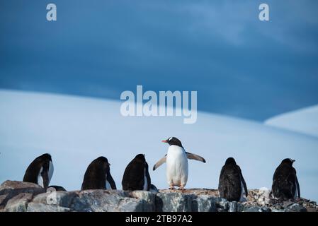 Gentoo-Pinguin (Pygoscelis papua) in der Antarktis; Antarktis Stockfoto