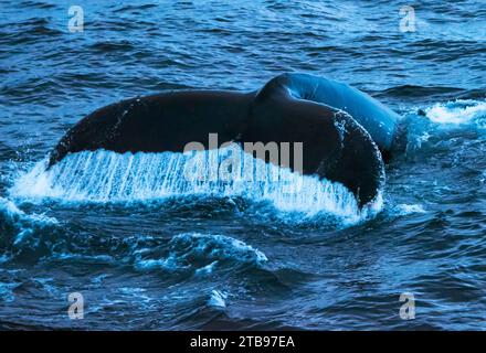 Fluke eines Buckelwals (Megaptera novaeangliae) mit Spritzern, während er von der Oberfläche in der Antarktis, Antarktis, taucht Stockfoto