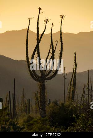 Boojum-Bäume (Fouquieria columnaris), die bei Sonnenuntergang am nördlichen Ende des Sees von Cortez in der Nähe von Bahia de Los Angeles Silhouetten Stockfoto