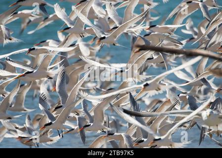 Herde von Kaspischen Seeschwalben (Sterna Caspia) in Punta Belcher auf der Isla Magdalena; Baja California, Mexiko Stockfoto