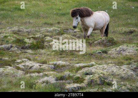 Islandpferd (Equus ferus caballus), der durch ein felsiges Feld in Island läuft; Akureyri, Island Stockfoto