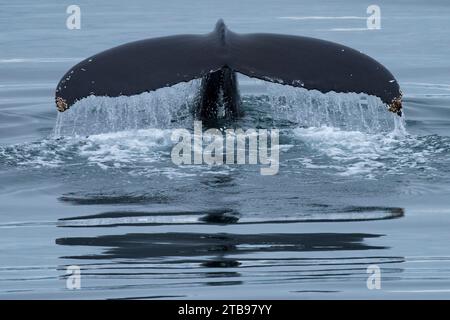 Fluke eines Buckelwals (Megaptera novaeangliae) mit Spritzern, während er von der Oberfläche in Island, Island, taucht Stockfoto