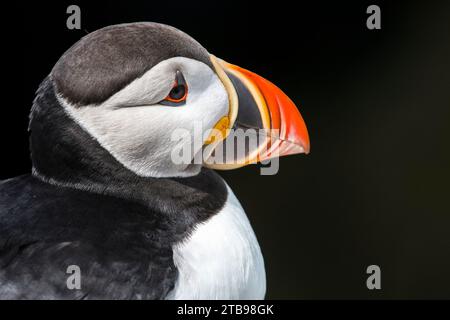 Nahaufnahme eines Atlantischen Puffins (Fratercula arctica) auf Machias Seal Island; Cutler, Maine, Vereinigte Staaten von Amerika Stockfoto