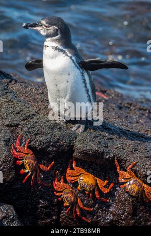 Galapagos-Pinguin (Spheniscus mendiculus) und Sally-lightfoot-Krabben (Grapsus grapsus) auf Fernandina Island Stockfoto