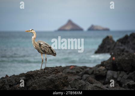 Großer Blaureiher (Ardea Herodias) am Cerro Dragon auf Santa Cruz Island; Santa Cruz Island, Galapagos Islands, Ecuador Stockfoto