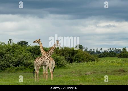 Männliche und weibliche Giraffen in den Ebenen des Okavango-Deltas; Okavango-Delta, Botswana Stockfoto