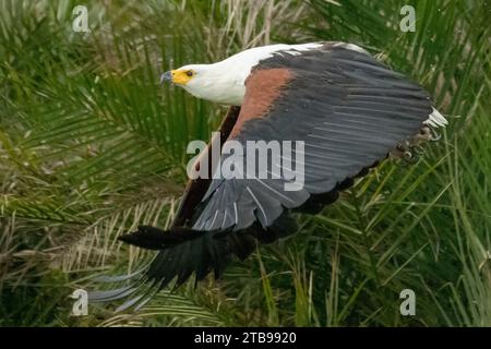 Afrikanischer Fischadler (Haliaeetus vocifer), der während der Regenzeit startet; Okavango-Delta, Botswana Stockfoto