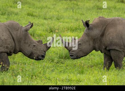 Zwei Weiße Nashörner (Ceratotherium simum) während der Regenzeit; Okavango Delta, Botswana Stockfoto