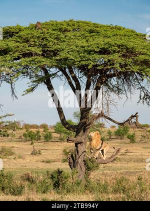 Der Löwe (Panthera leo) klettert auf einen Baum, um einen Leoparden (Panthera pardus) im Serengeti-Nationalpark in Tansania zu verfolgen Stockfoto