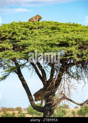 Der Löwe (Panthera leo) klettert auf einen Baum, um einen Leoparden (Panthera pardus) im Serengeti-Nationalpark in Tansania zu verfolgen Stockfoto