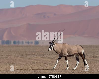 Gemsbok Antilopenwanderungen (Oryx gazella) durch die Wüste im Namib-Naukluft Park; Sossusvlei, Namibia Stockfoto