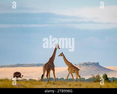 Masai-Giraffe (Giraffa camelopardalis tippelskirchii) und Strauß im Hintergrund im Serengeti-Nationalpark; Kogatende, Tansania Stockfoto